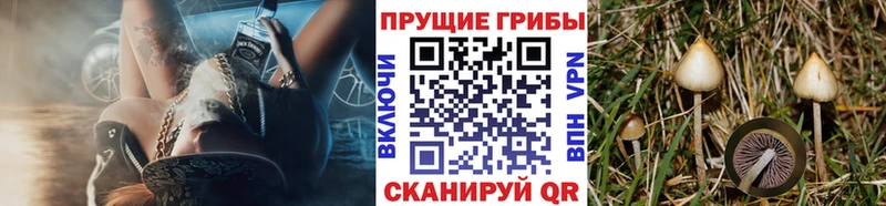 Купить  Владимир  Галлюциногенные грибы прущие грибы 